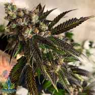 Exotic Genetix Seeds Irish Cannonball