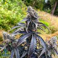 Exotic Genetix Seeds Red Pop Lineup Jigglers