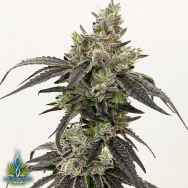 Exotic Genetix Seeds Runtz Limited Lineup Knockout Runtz