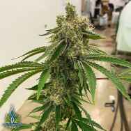 Exotic Genetix Seeds Lemon Drip