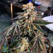 Exotic Genetix Seeds Malibu Marsha