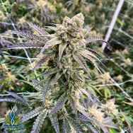 Exotic Genetix Seeds Monkey Berries