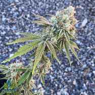 Exotic Genetix Seeds Red Pop Lineup Mouth Party