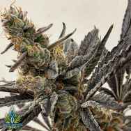 Exotic Genetix Seeds Mystic Magic