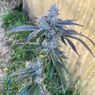 Exotic Genetix Seeds Red Pop Lineup Popscotti