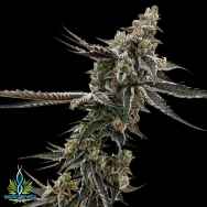 Exotic Genetix Seeds Rainbow Chip Limited Lineup Rainbow Cakes