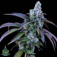 Exotic Genetix Seeds Rainbow Chip Limited Lineup Rainbow Chip