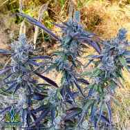 Exotic Genetix Seeds Runtz Limited Lineup Red Runtz