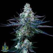 Exotic Genetix Seeds Rainbow Chip Limited Lineup Scotty 2 Hotty