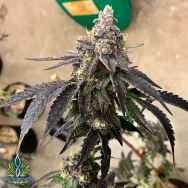 Exotic Genetix Seeds Shock Wave