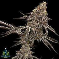 Exotic Genetix Seeds Rainbow Chip Limited Lineup Southern Sugar