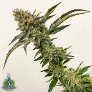 Exotic Genetix Seeds Strawberry Float