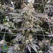 Exotic Genetix Seeds Runtz Limited Lineup Sunset Runtz