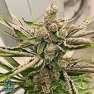 Exotic Genetix Seeds Team Cream