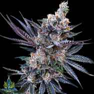 Exotic Genetix Seeds Rainbow Chip Limited Lineup Tongue Splasher