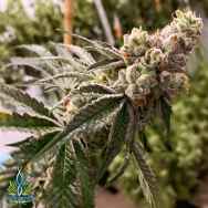 Exotic Genetix Seeds Triple Stuffed