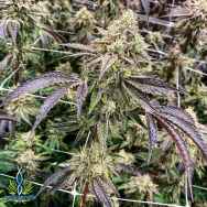 Exotic Genetix Seeds Red Pop Lineup Truffletini