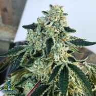 Exotic Genetix Seeds Vanilla Gorilla