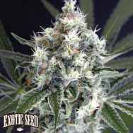 Exotic Seed Medxotic Pure CBD