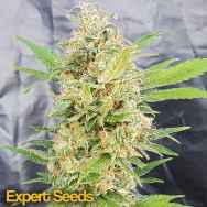 Expert Seeds Banana Fast