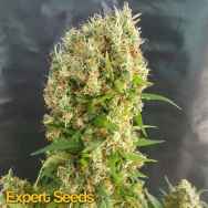 Expert Seeds Chemdog Gorilla