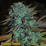 Expert Seeds Expert Gorilla