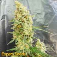 Expert Seeds Gorilla Banana