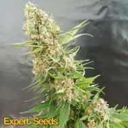 Expert Seeds Critical Gorilla