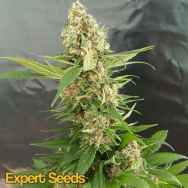 Expert Seeds Gorilla Ice Cream