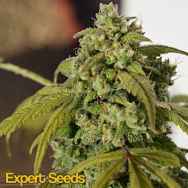 Expert Seeds Gorilla SFV OG