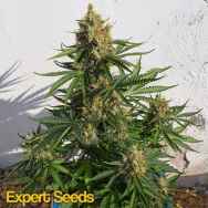 Expert Seeds Lemon Haze AUTO