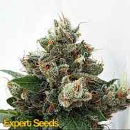 Expert Seeds New York Diesel AUTO