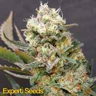 Expert Seeds Zkittlez Glue