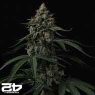 FastBuds Seeds Banana Cherry Cookies AUTO