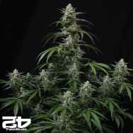 FastBuds Seeds Banana Frost AUTO