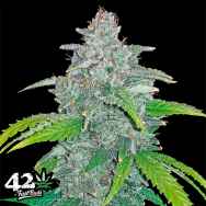 FastBuds Seeds Blue Dream'matic