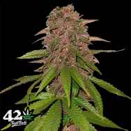 FastBuds Seeds C4-matic AUTO