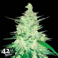 FastBuds Seeds CBD Auto 1:1 aka CBD CRACK