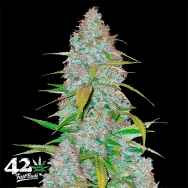 FastBuds Seeds Californian Snow AUTO