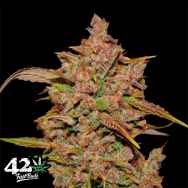 FastBuds Seeds Crystal M.E.T.H AUTO