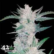 FastBuds Seeds Mexican Airlines AUTO