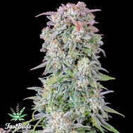 FastBuds Seeds Original Auto Afghan Kush