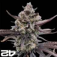 FastBuds Seeds Banana Purple Punch RF3 AUTO