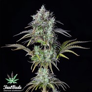 FastBuds Seeds Original Auto Big Bud