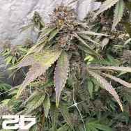 FastBuds Seeds Biscotti Gelato