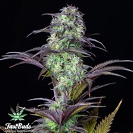 FastBuds Seeds Original Auto Blueberry