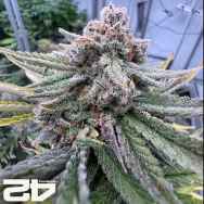 FastBuds Seeds Cherry Cola RF3 AUTO