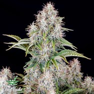 FastBuds Seeds Original Auto Cinderella