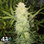 FastBuds Seeds Original Auto Critical