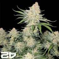 FastBuds Seeds Frostbanger AUTO